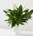 Comfort Planter